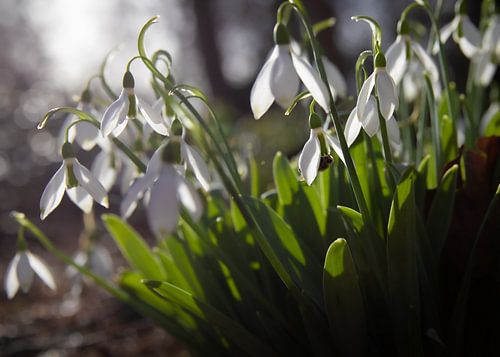 sneeuwklokjes kondigen de eerste lentedagen aan