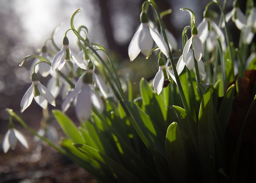 Schneeglöckchen verkünden die ersten Tage des Frühlings von Inez VAN DE WEYER