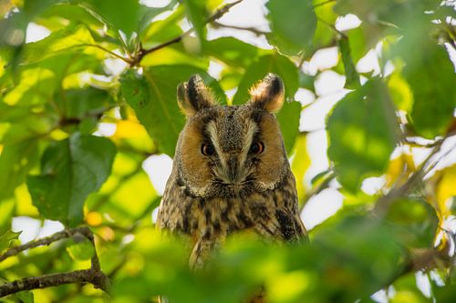 Ransuil zittend in een boom tijdens de herfst