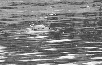 Zeehond in zwart wit van Jose Lok
