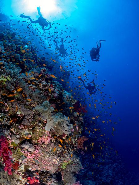 Back from the dive by Ilan Ben Tov