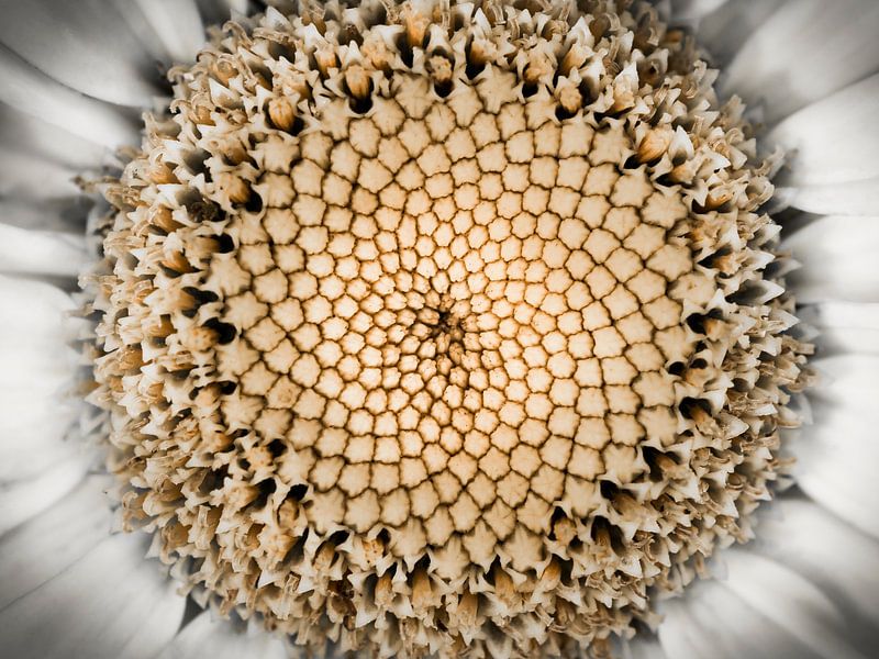 White Beauty van Rob van der Wal