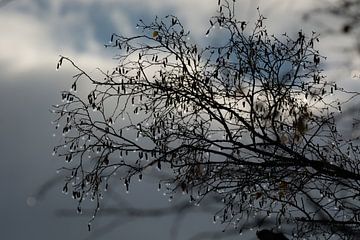 Boom met lichtjes (druppels) by Johan Vet