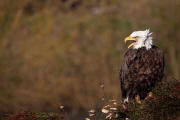 Amerikaanse zeearend
