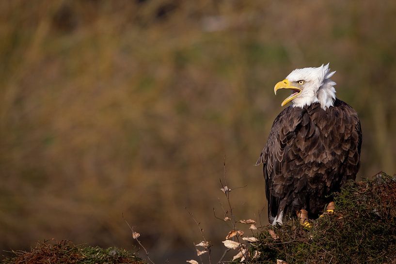 Weißkopfseeadler von Karin van Rooijen Fotografie