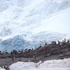 Penguins in Antarctica with Skua in the air. van ad vermeulen