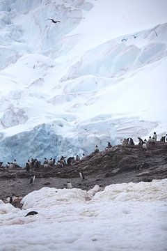 Penguins in Antarctica with Skua in the air. van ad vermeulen