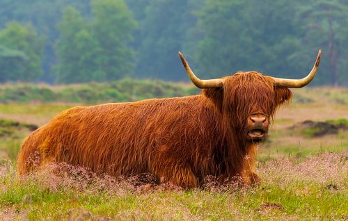 Scottish Highland cattle 20