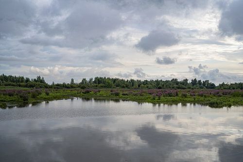 Landscape photo Numansgors - Numansdorp - South Holland