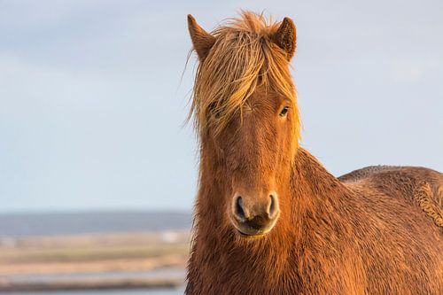 IJslands paard 