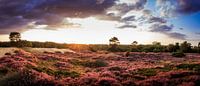 Late summer evening on the heath