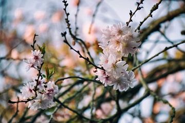 Playful cherry blossom branches by marlika art