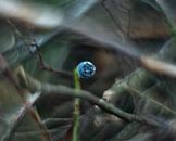 Besje by Paul Glastra Photography thumbnail