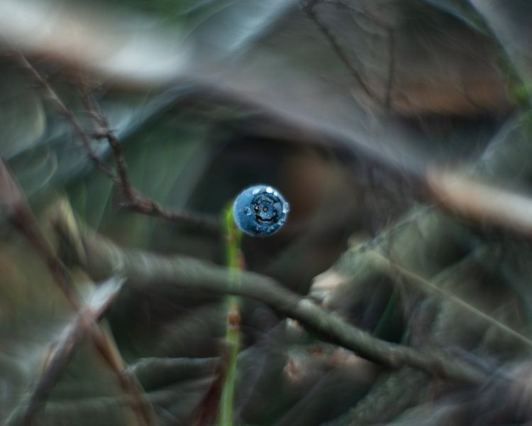 Besje by Paul Glastra Photography