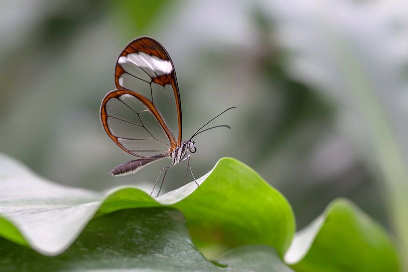 Glasswing butterfly - Glasswing butterfly by Albert Beukhof