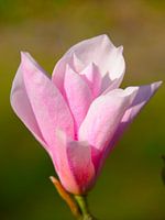 Magnolia