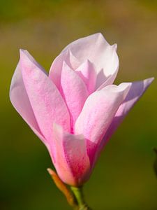 Magnolia