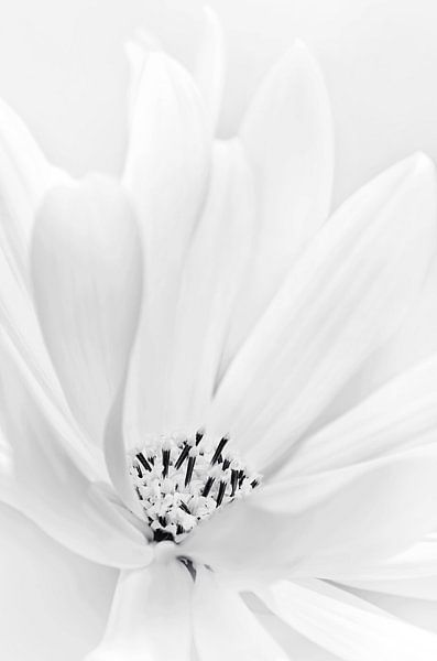 Delicate by Violetta Honkisz