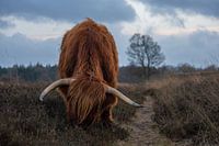 Schotse hooglander