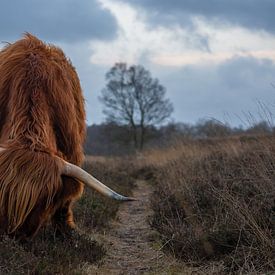 Scottish Highlander by Anouk Poelstra
