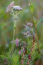 Wildblumen von Ans Bastiaanssen Miniaturansicht