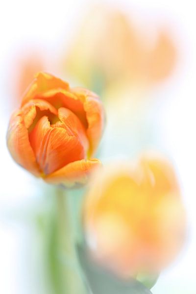 Endlich Sonnenschein... (Blume, Tulpe) von Bob Daalder