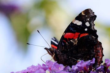 Schmetterlinge von Ingeborg van Yperen