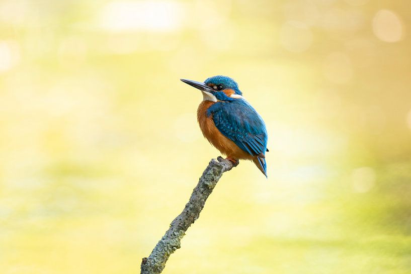 Kingfisher, Alcedo Atthis by Gert Hilbink