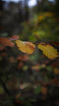 herfstbladeren in het bos