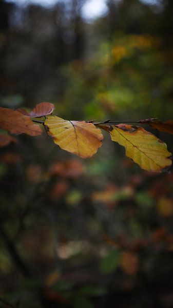 Herbstblätter von AciPhotography