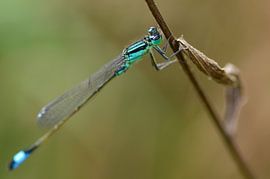 Libelle sur Ine Tops