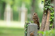 Long-eared owl (Asio otus) by Vienna Wildlife thumbnail