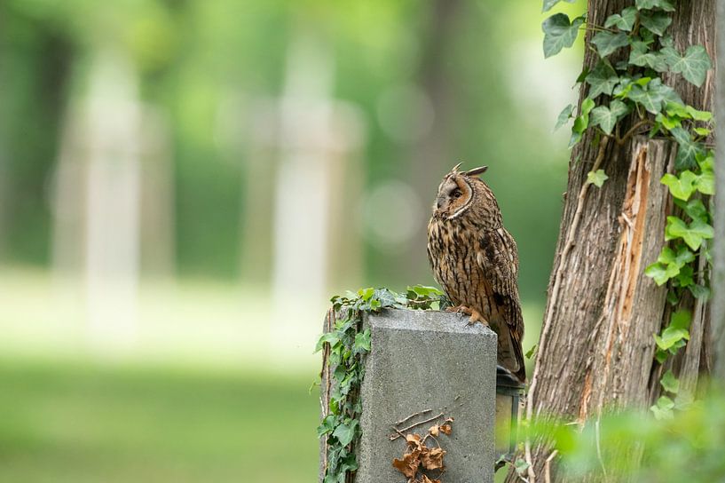 Long-eared owl (Asio otus) by Vienna Wildlife