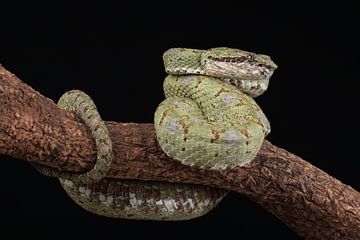 Wimpergroefkopadder (Bothriechis schlegelii) van Ronald Pol