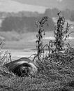 Friendly fur seal is staring into the unknown in New Zealand von J V Miniaturansicht