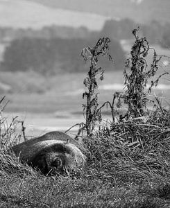 Friendly fur seal is staring into the unknown in New Zealand von J V