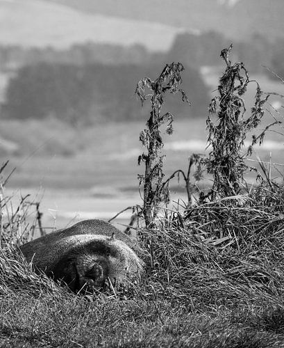 Gemoedelijke zeehond staart in het niets in Nieuw-Zeeland