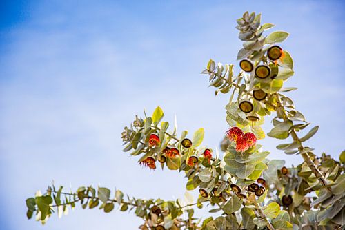 Des fleurs d'eucalyptus dans le ciel australien