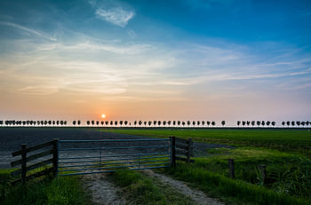 Tree in a row, Beemster