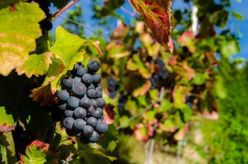 ripe blue grapes on the vine in the vineyard by Dieter Walther