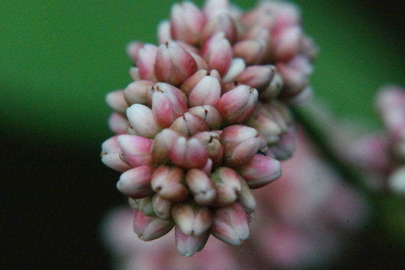 bloem by NanKee Fotografie 