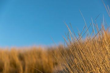 Gros plan sur l'herbe des marais dans la lumière du soir sur Percy's fotografie