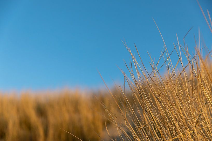 Close-up marram grass in evening light by Percy's fotografie