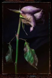 Old Flowers 17 by Henk Leijen