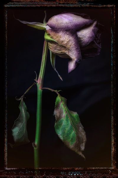 Old Flowers 17 by Henk Leijen