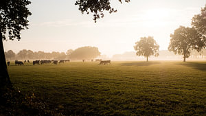 Kühe auf der Wiese im frühen Morgenlicht 2