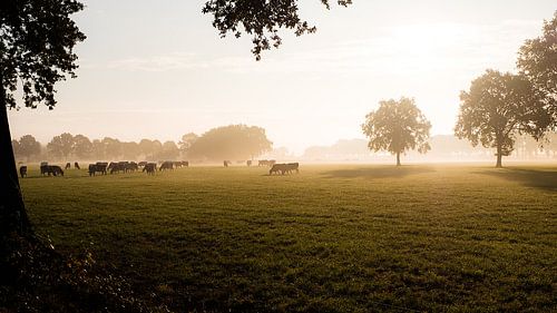koeien in de wei in het vroege ochtendlicht 2