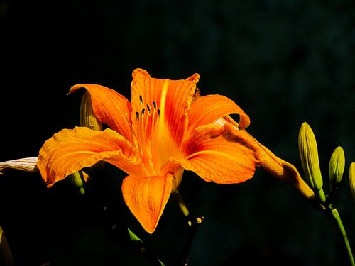 Une fleur dans la nuit