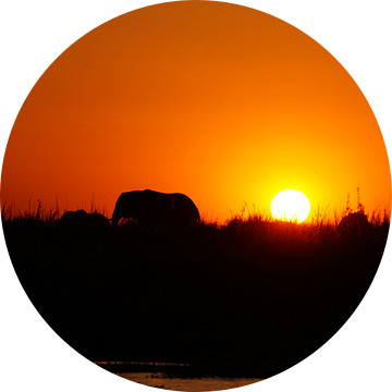 Olifant tijdens zonsondergang van Erna Haarsma-Hoogterp