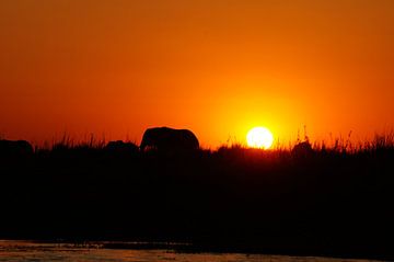 Olifant tijdens zonsondergang sur Erna Haarsma-Hoogterp